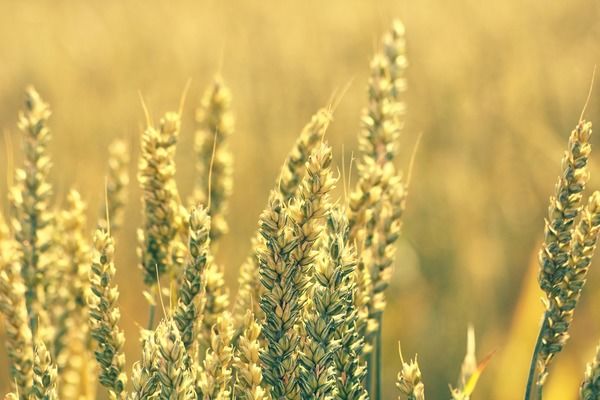 З України експортовано 53,5 млн тонн зерна