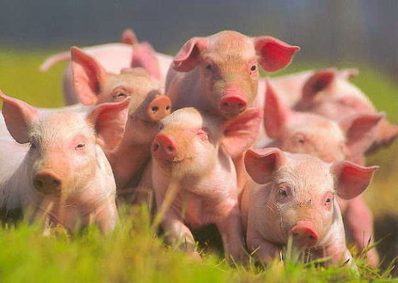 Ціни на живець свиней зросли на 3,7%