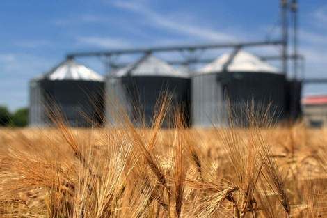 Мировое производство пшеницы в 2017/18 МГ сократится на 15 млн т