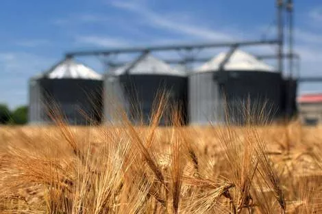 Мировое производство пшеницы в 2017/18 МГ сократится на 15 млн т