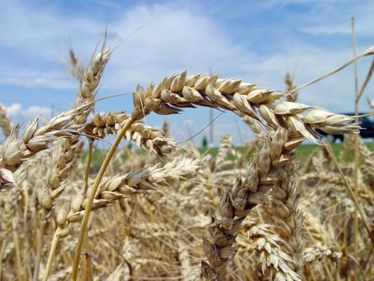 KSG Agro намерен поднять урожайность сорго на 30%