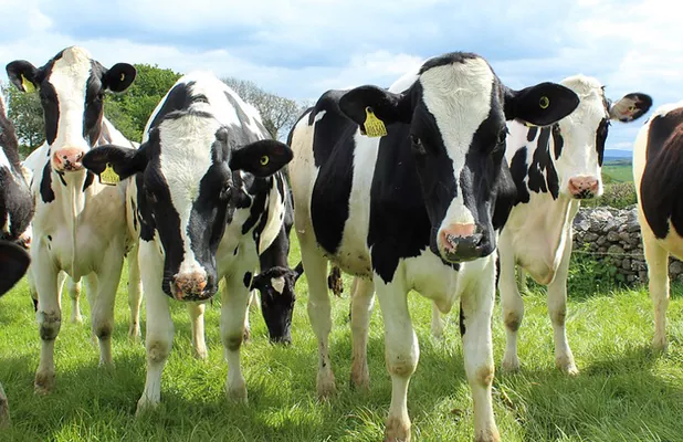 В Україні вперше за 12 місяців зросло поголів’я корів