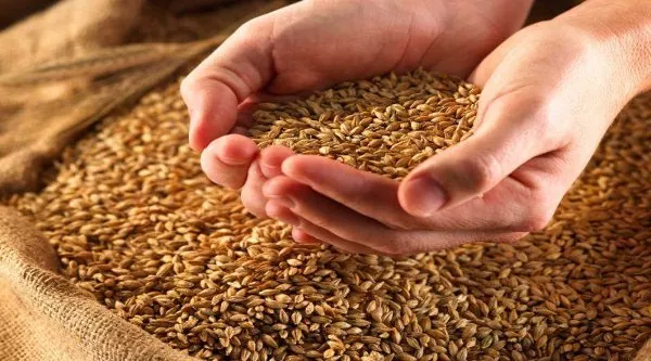 УЗА покращила прогноз врожаю та експорту зерна в новому сезоні