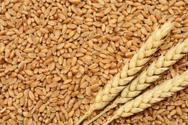 На експорт спрямовано  понад 54 млн тонн українського зерна