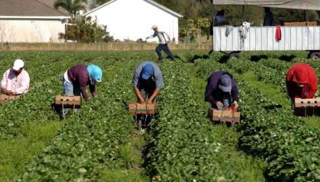 У Чехії через відсутність українських заробітчан може пропасти частина врожаю