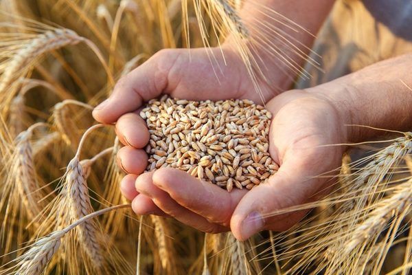 В Сполучених Штатах вже збирають пшеницю