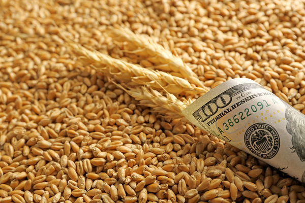 Єгипет придбав велику партію пшениці з України