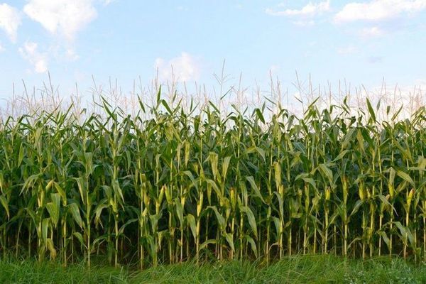 Цьогоріч урожай української кукурудзи може бути рекордним