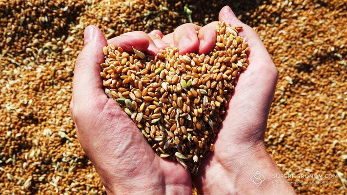 Українська пшениця врожаю-2020 дорожчає