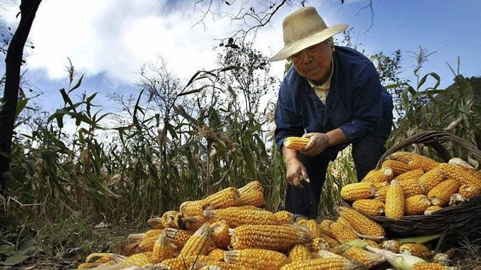 Экспорт кукурузы в Китай оказался под угрозой из-за карантинной болезни