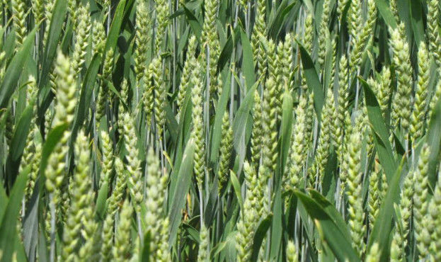 В озимої пшениці – фаза формування зернівки