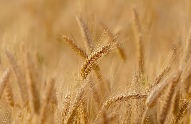 Прогноз врожаю зернових підвищено до 64 млн тонн, - Максим Мартинюк в ефірі Радіо «Новое время»