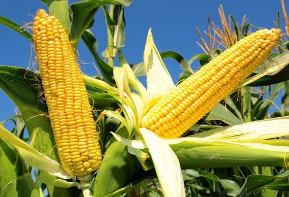 Оприлюднено прогнози щодо збору та експорту кукурудзи