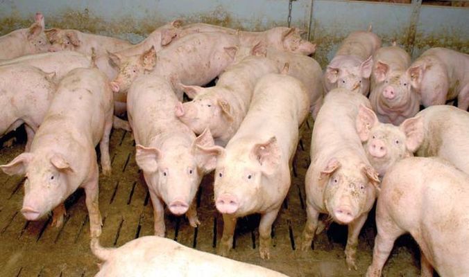 KSG Agro інвестує 25 млн грн в розширення свинокомплексу