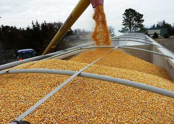 Рівень експорту зерна практично сягнув прогнозів
