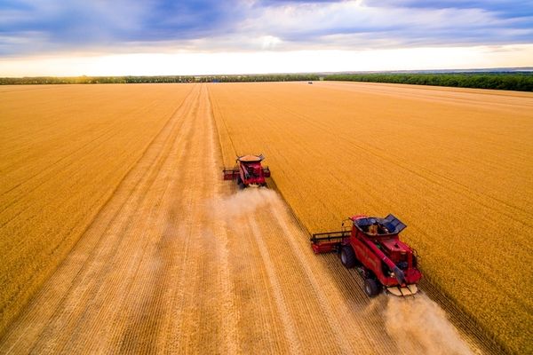 Торішній рекордний урожай в Україні цьогоріч не буде перевищено, - прогноз ООН 