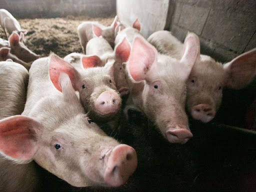 В Китаї пройшло успішне випробування вакцини проти африканської чуми свиней