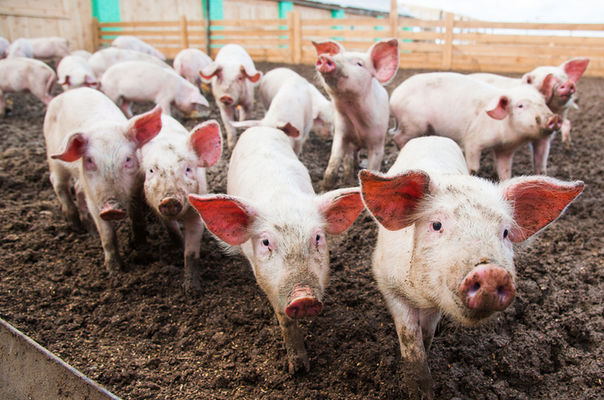 На підприємстві Ristone Holdings нарощують поголів'я свиней 