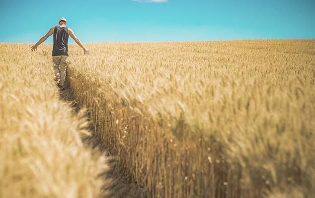 У Мінекономіки оприлюднили прогноз врожаю зернових