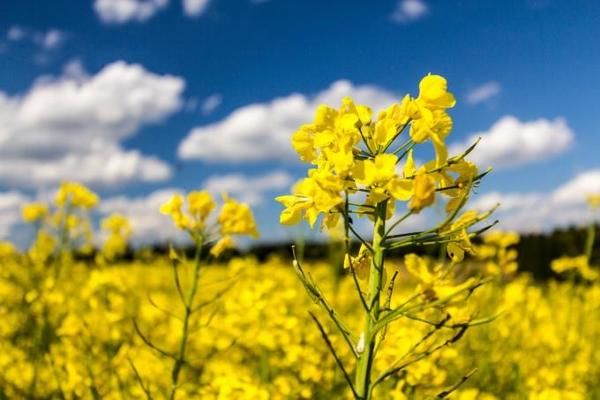 Цьогоріч експорт українського ріпаку може ускладнитися