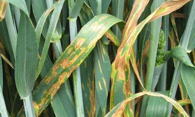 Частина посівів пшениці у Житомирській області вражена септоріозом