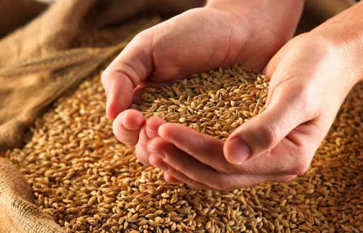 В Україні зросла частка високоякісного продовольчого зерна 