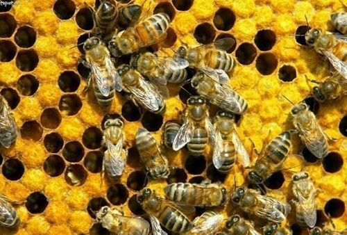 Бджолярі озвучили основні проблеми галузі 
