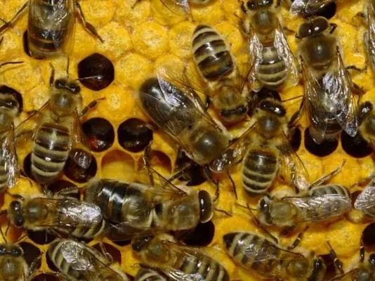 Інноваційні ЗЗР більш безпечні для бджіл, - думка
