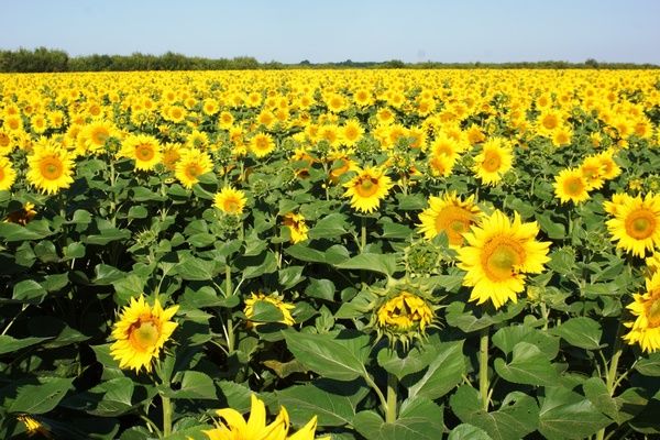Аграрії зберуть рекордний урожай соняшнику, - прогноз