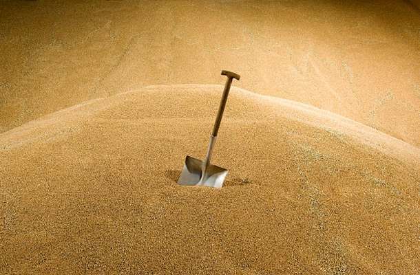 На українських переробних підприємствах зменшилися запаси зерна