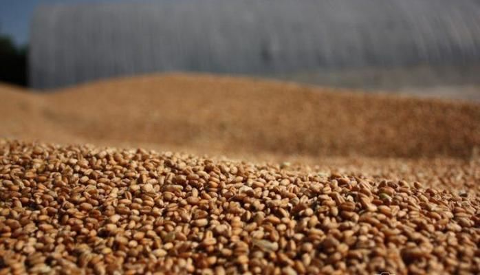 В Євросоюзі знизили мито на імпорт зернових