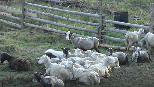 В Україні зменшилося поголів’я кіз та овець
