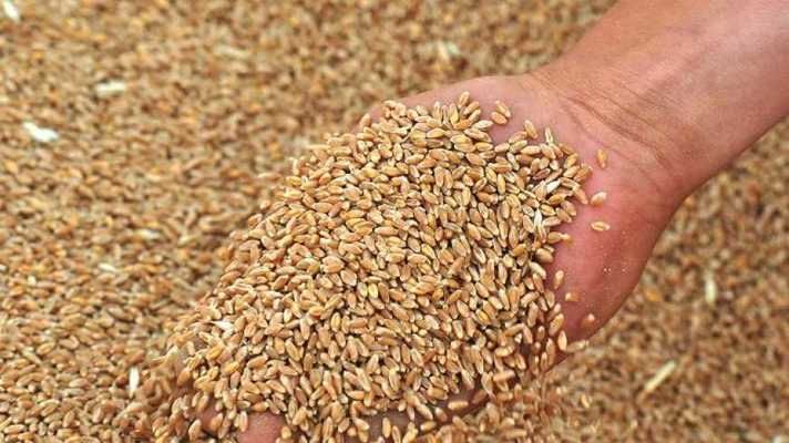 Оприлюднено граничні обсяги експорту пшениці та жита на новий сезон