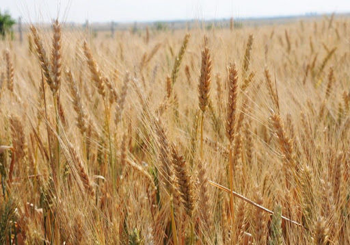 Через посуху у Марокко зібрали найгірший врожай пшениці за всю історію