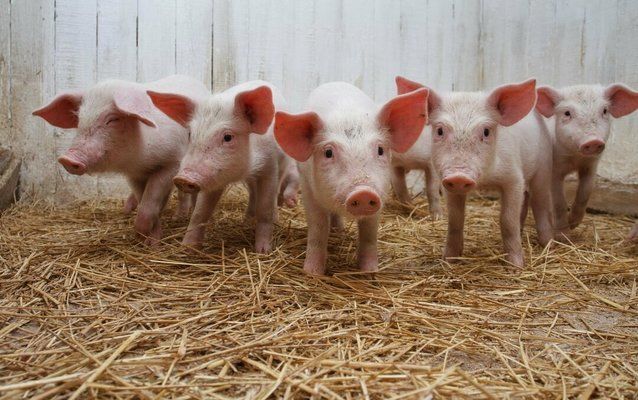 Аналітики розповіли, скільки свиней в Україні знищено через АЧС