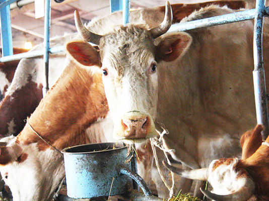 На агропідприємствах України знизився валовий надій молока