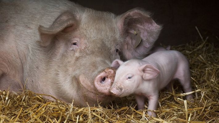 Експерт розповіла про рівень біобезпеки на свинофермах