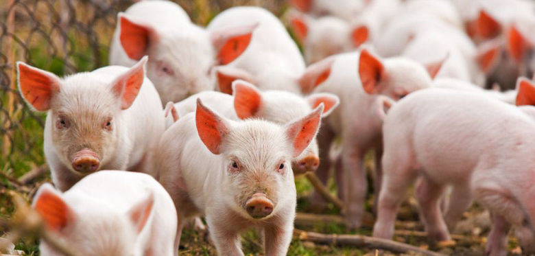Живець свиней подешевшав на 1,8%