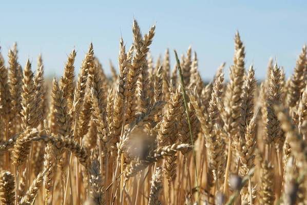 Рівень виробництва зерна у світі буде рекордним, - прогноз