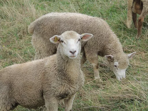 На початок року на українських підприємствах утримували понад 168 тис. голів овець і кіз