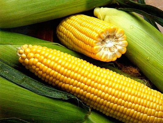Євросоюз знизив до нуля мито на імпорт кукурудзи