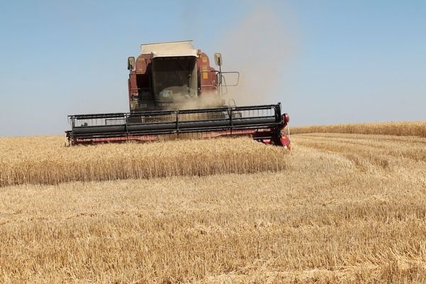 У Вінницькій області вже збирають ранні зернові