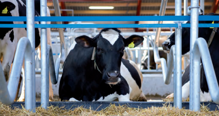 В Украине производятся инновационные маты-подстилки для крупного рогатого скота