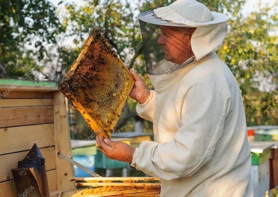 У Міносвіти не фінансуватимуть спеціальність «Бджоляр»