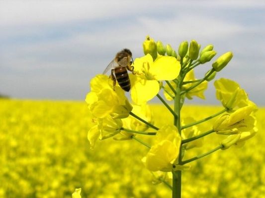 Ціни на український ріпак залишаються стабільними