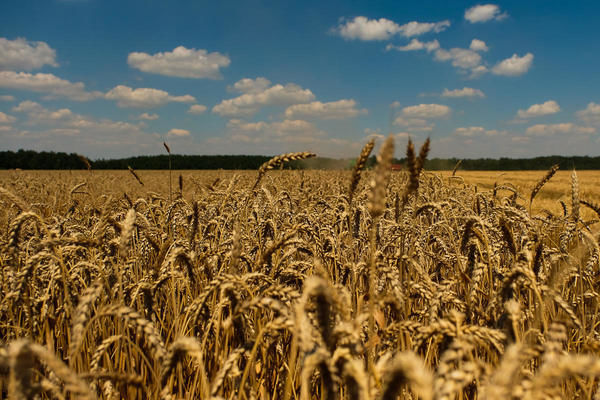 Врожайність пшениці у східних областях перевищує 4 т/га