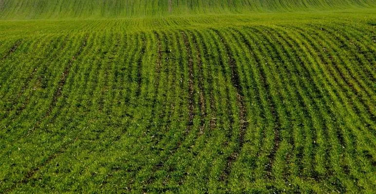 В Одеській області через погоду перекультивували понад 16% посівів