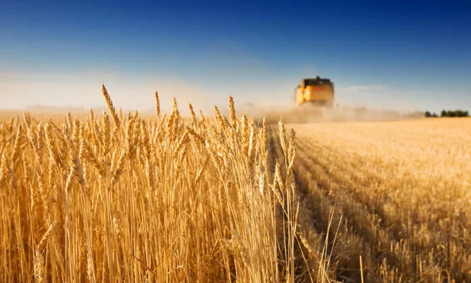 В Україні вже намолотили 6,3 млн тонн зерна