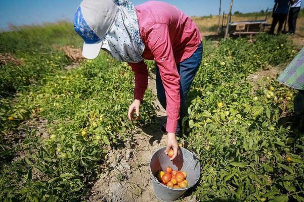 Зросла кількість працівників аграрного сектора