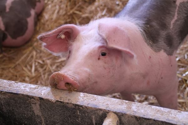 «KSG Agro» наростив обсяги реалізації свиней 
